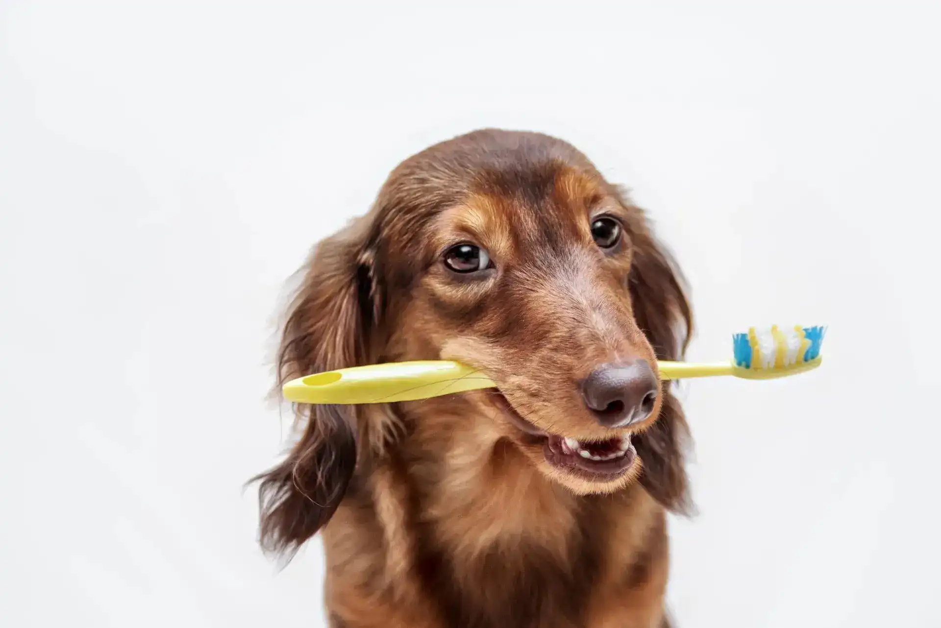 Dog with a toothbrush in its mouth