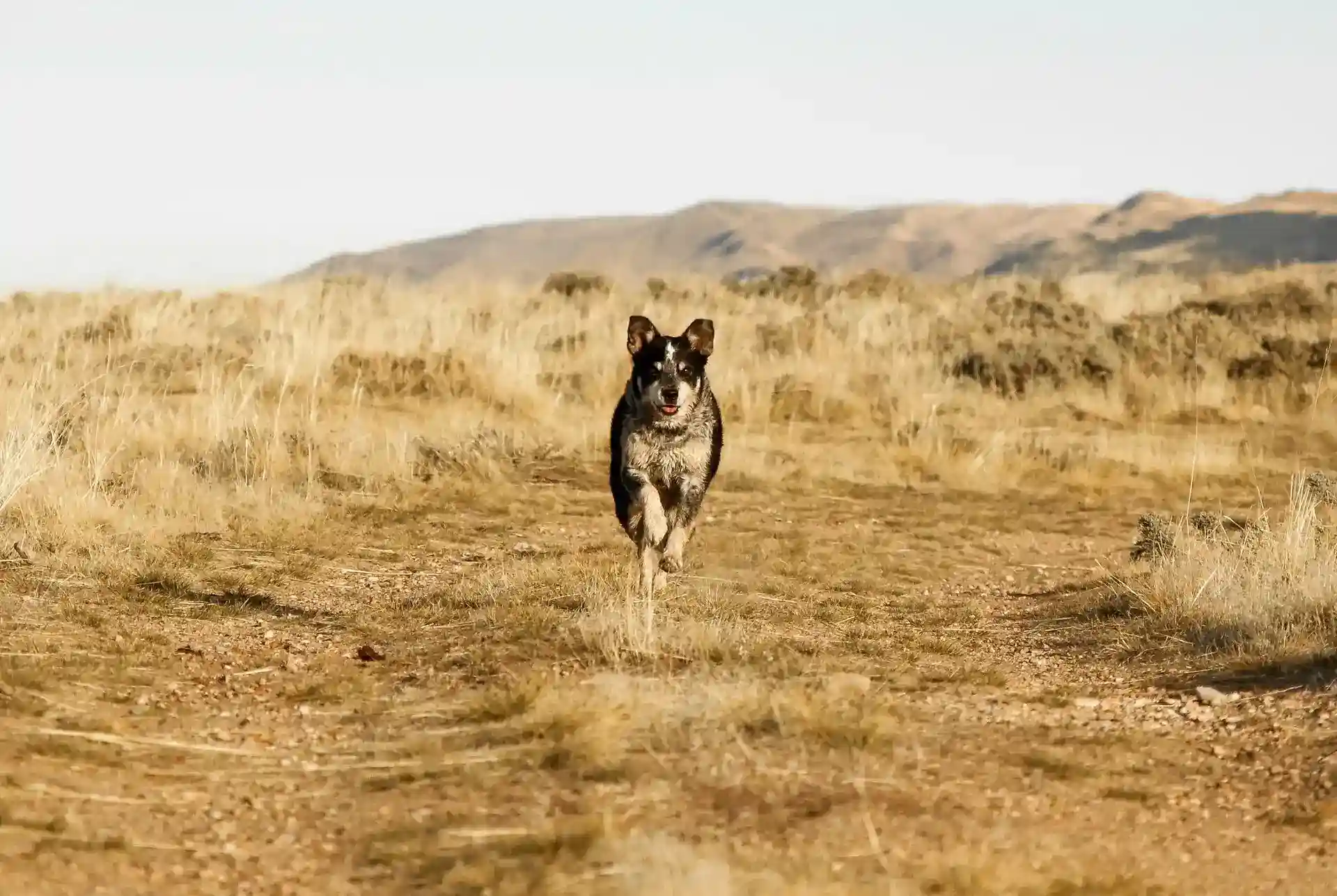 Dog running along a trail