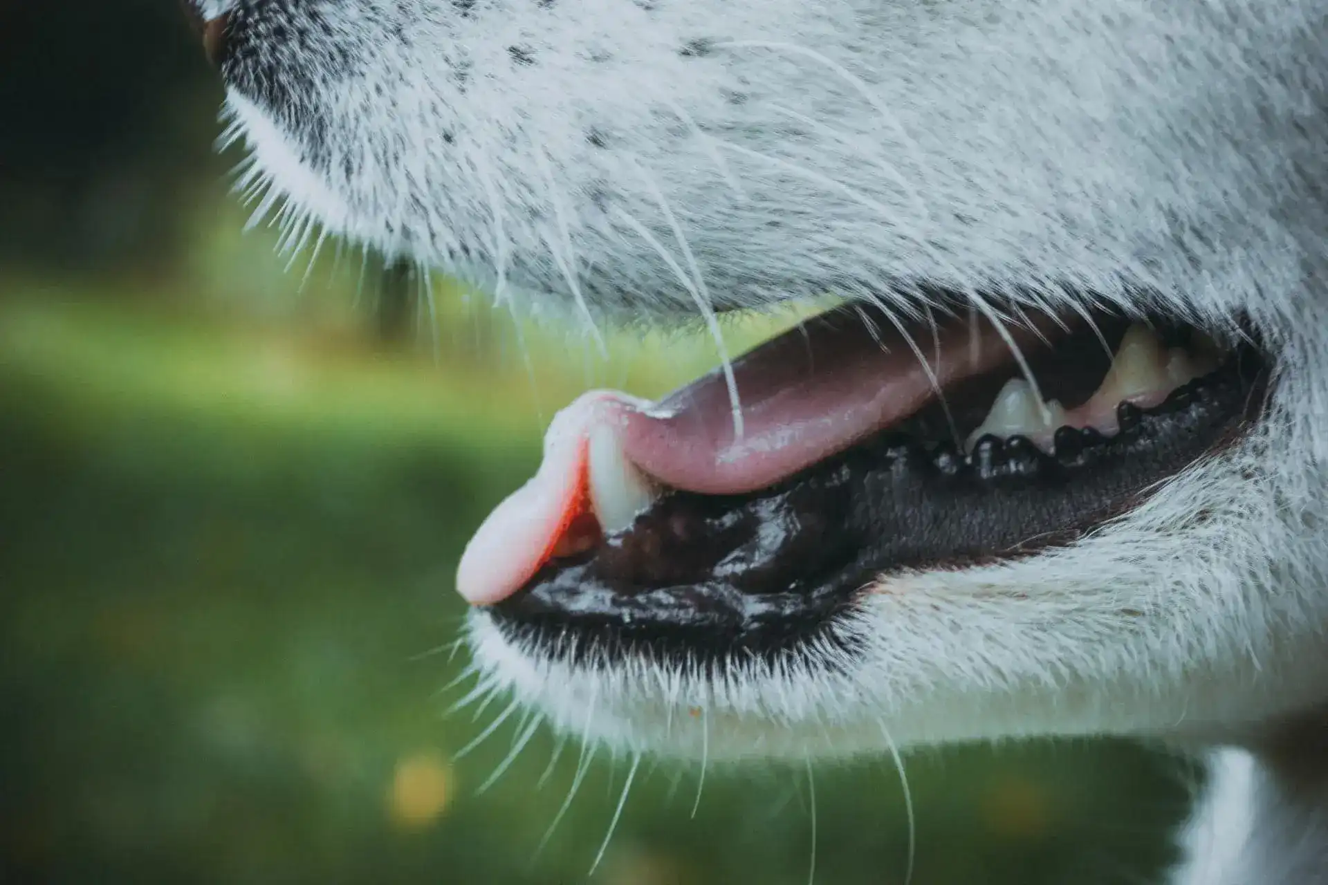 Close up of a dogs mouth