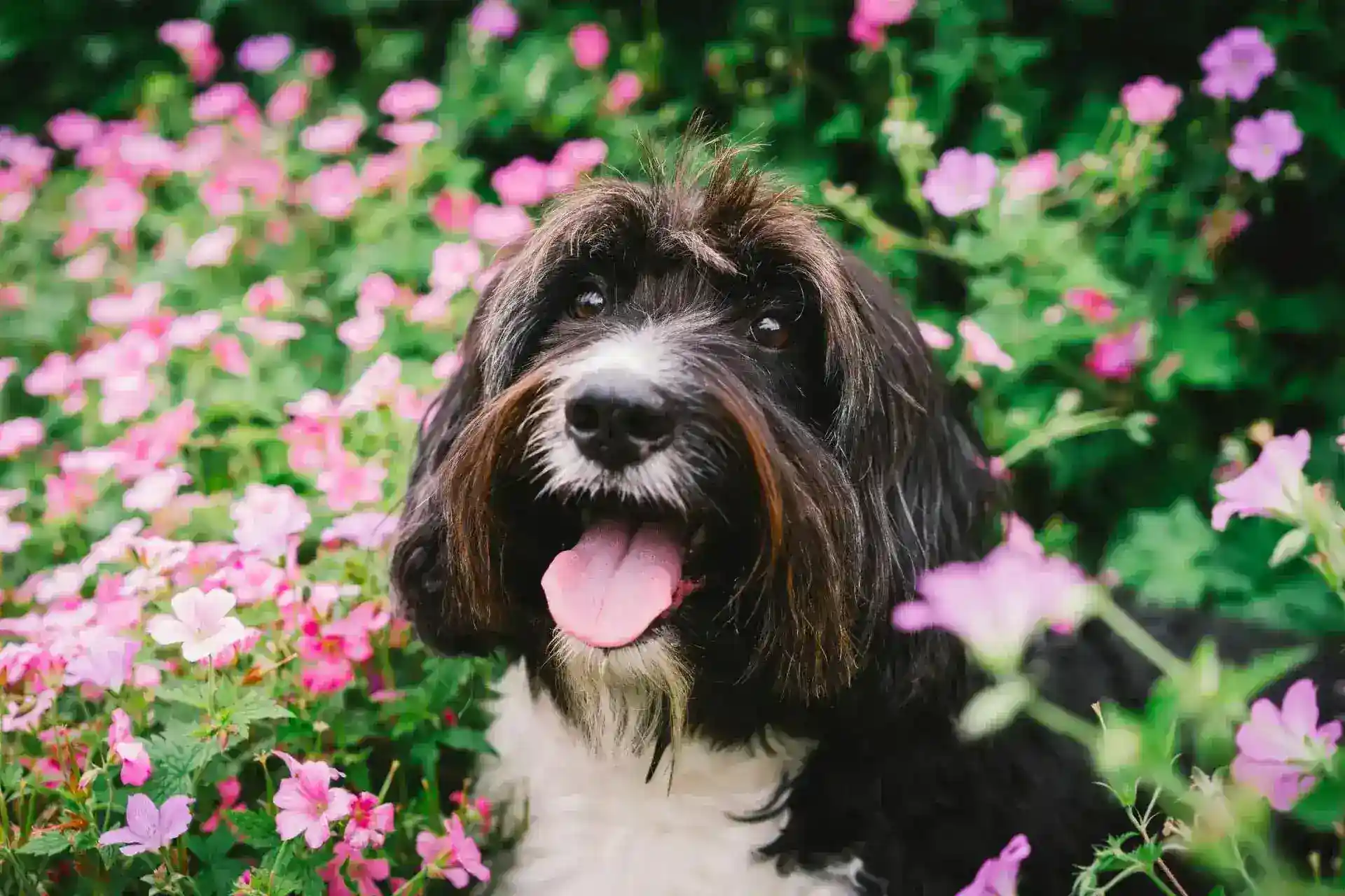 Dog in a field of pink flowers