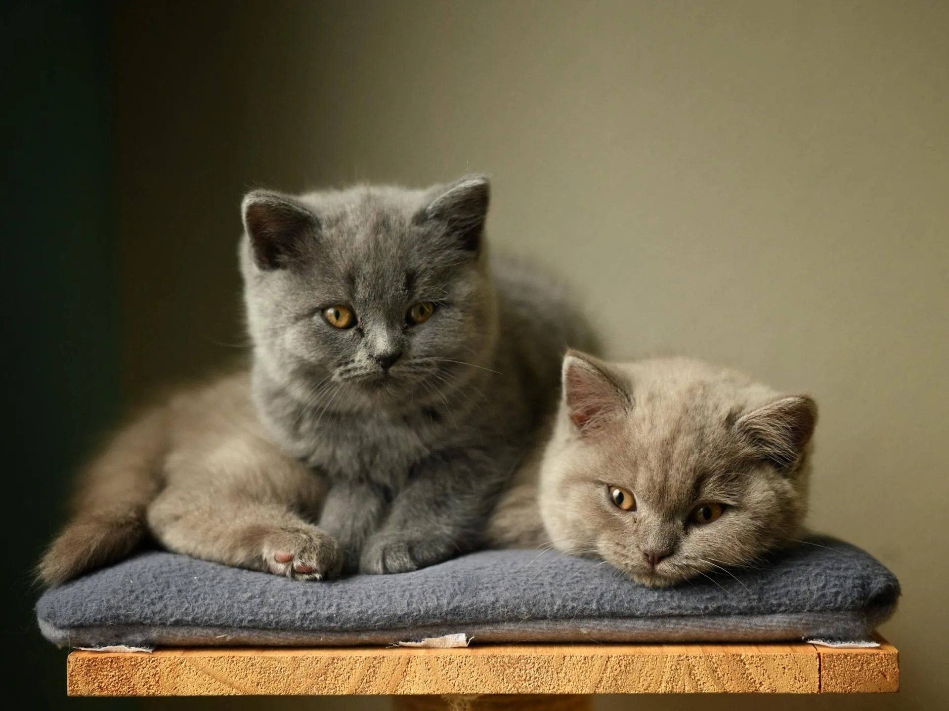 Two grey kittens