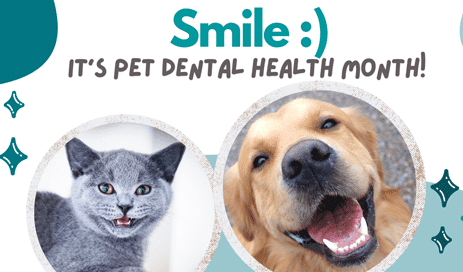 It's Pet Dental Health Month!