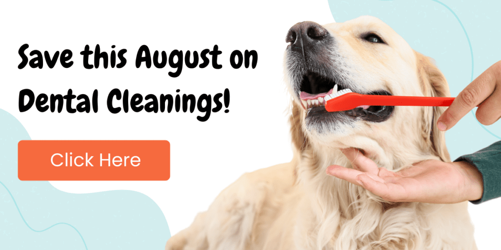 Save this August on Dental Cleanings