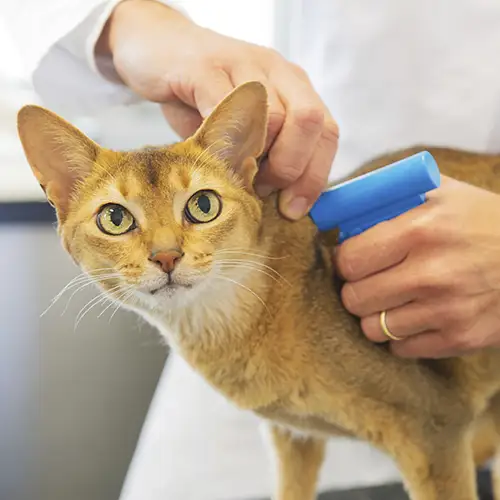 Microchipping