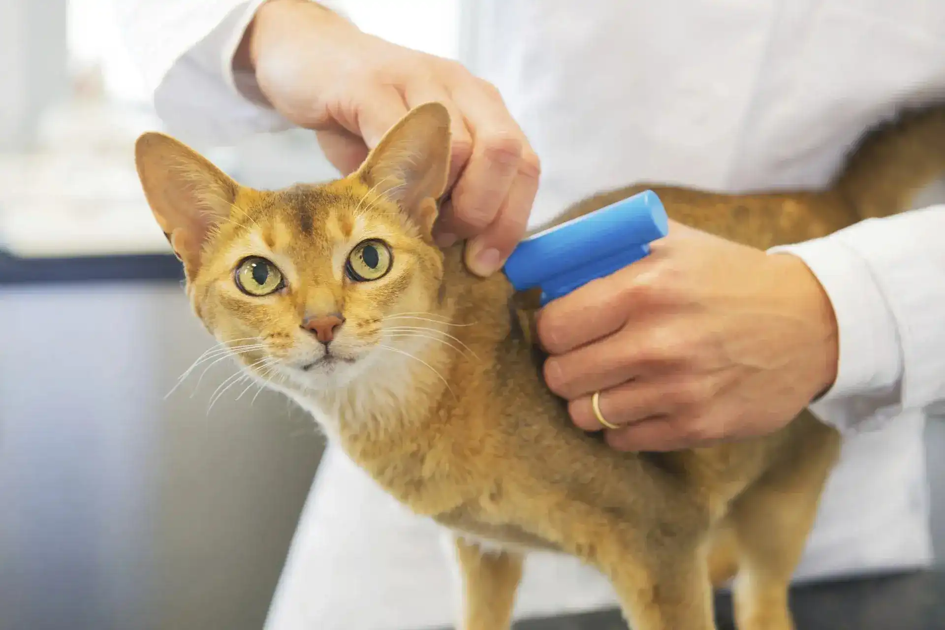 Cat getting a microchip implanted