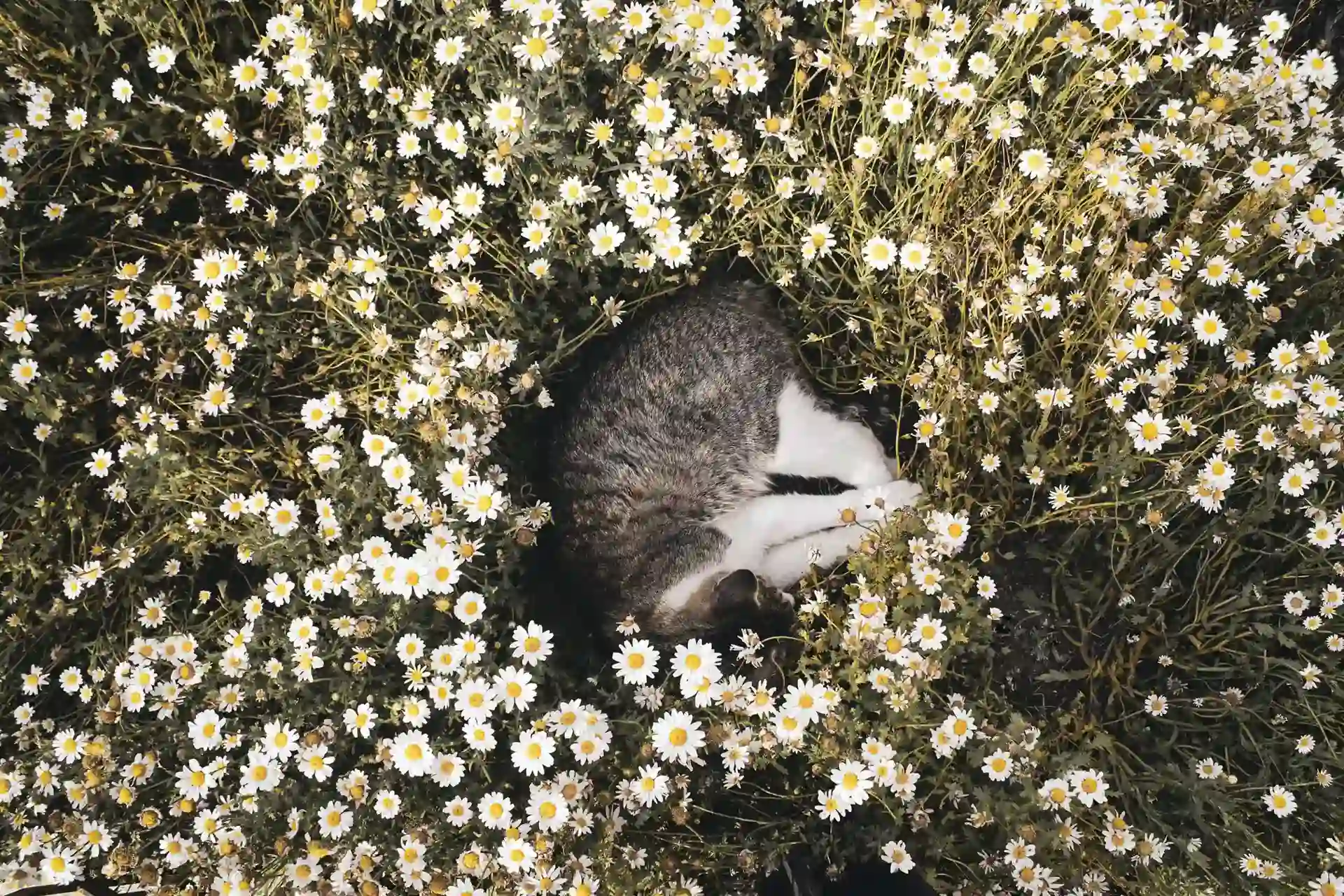 Cat taking a nap in a field of flowers