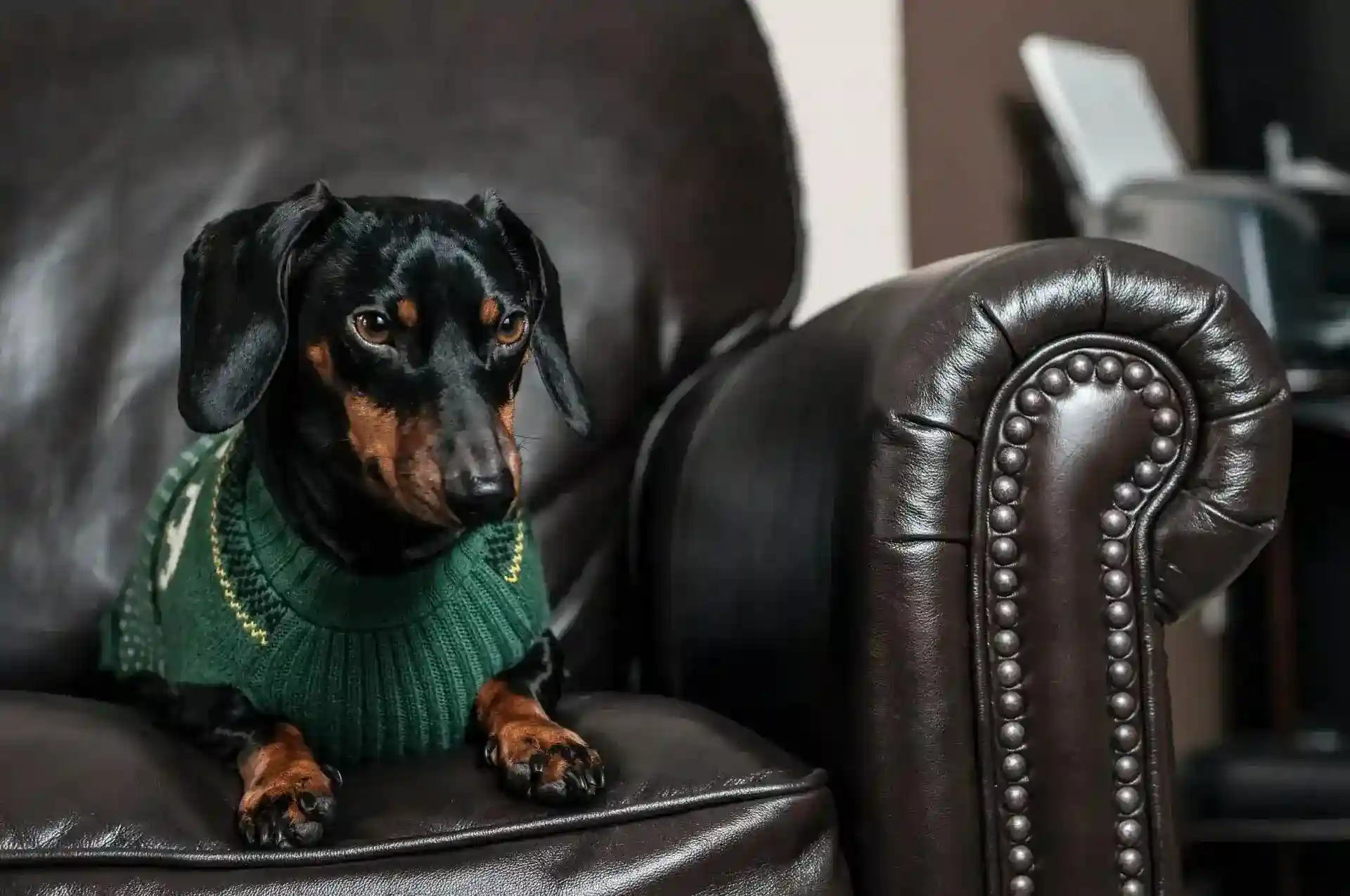 Dog wearing a green knitted sweater