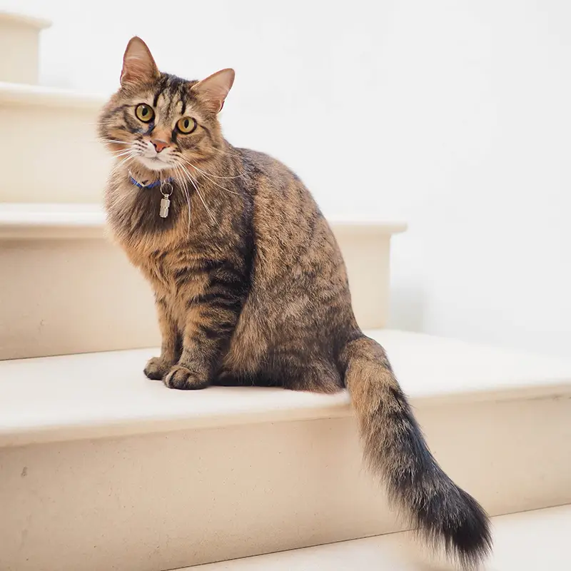 Cat sitting on stairs