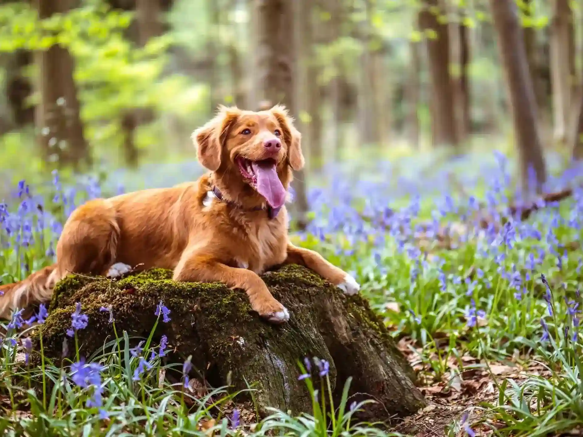 Brown dog resting in a forest
