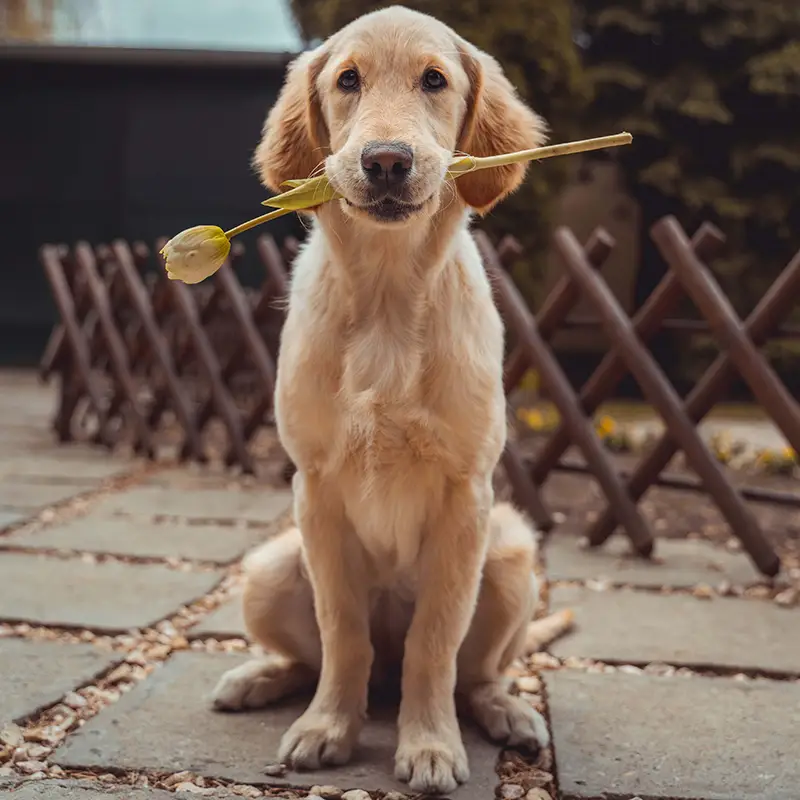 Dog with a rose in its mouth