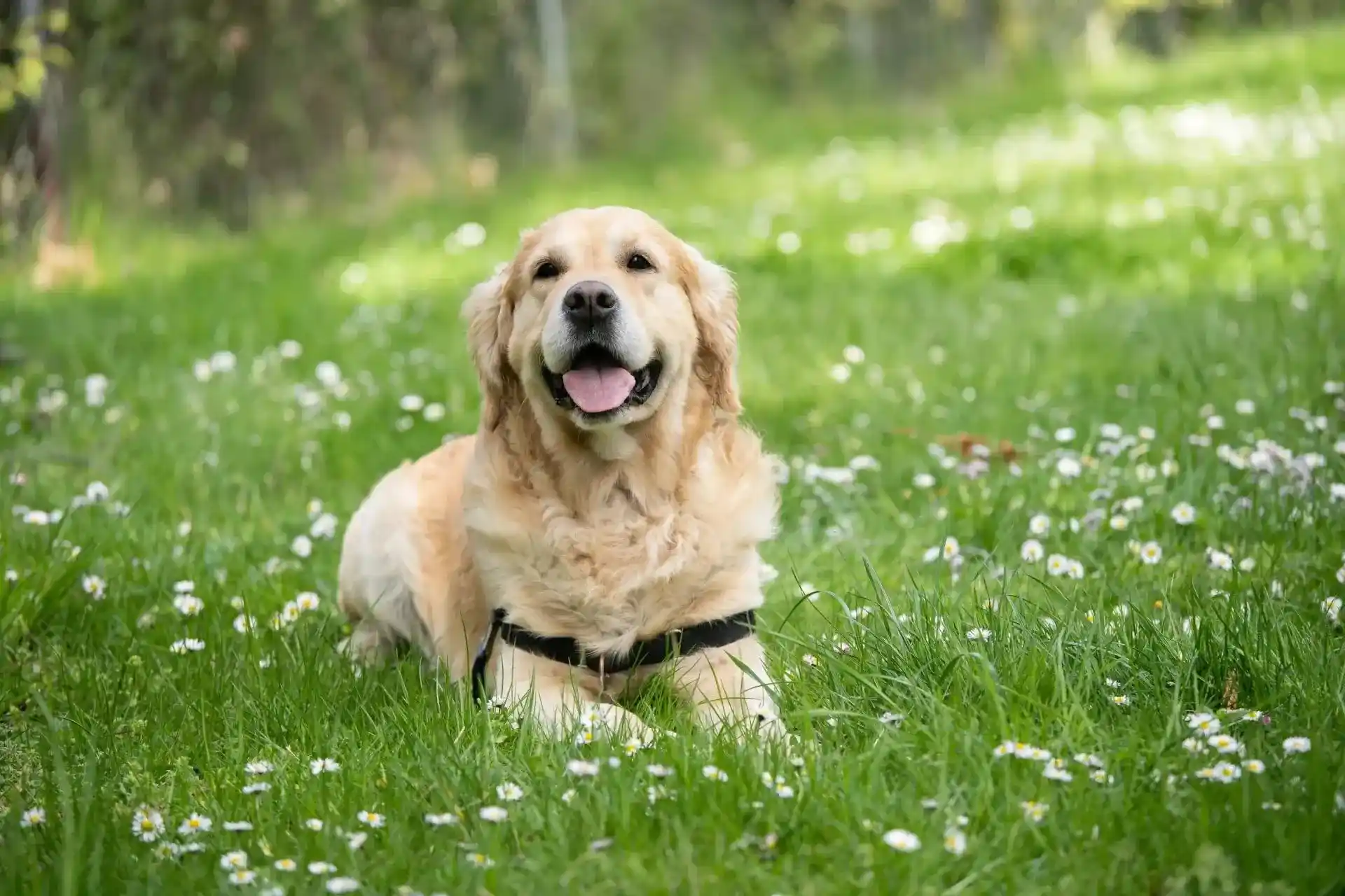 Light brown dog in a field of grass and flowers