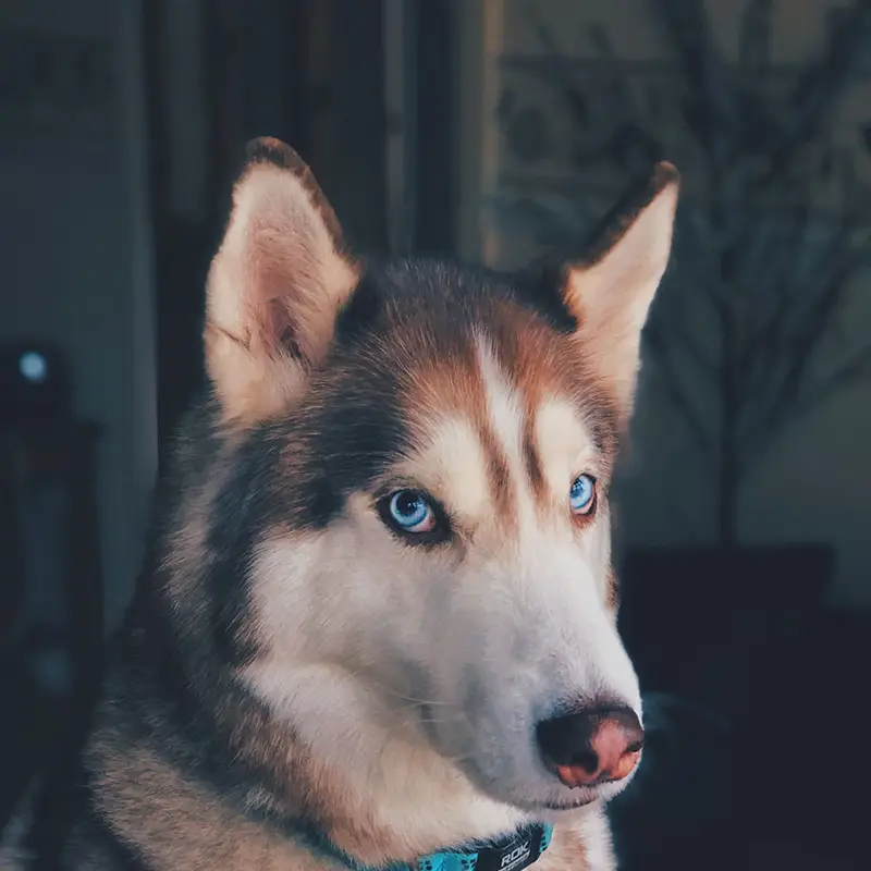 Dog with light blue eyes