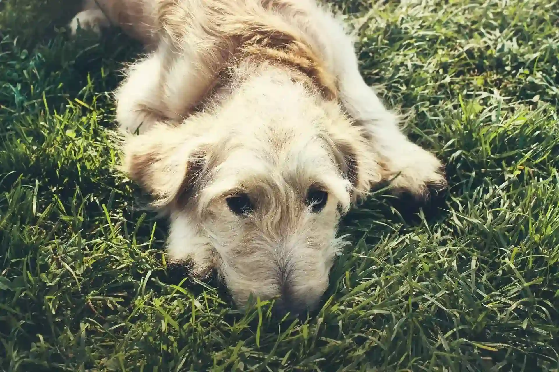 Fluffy light brown dog resting in grass