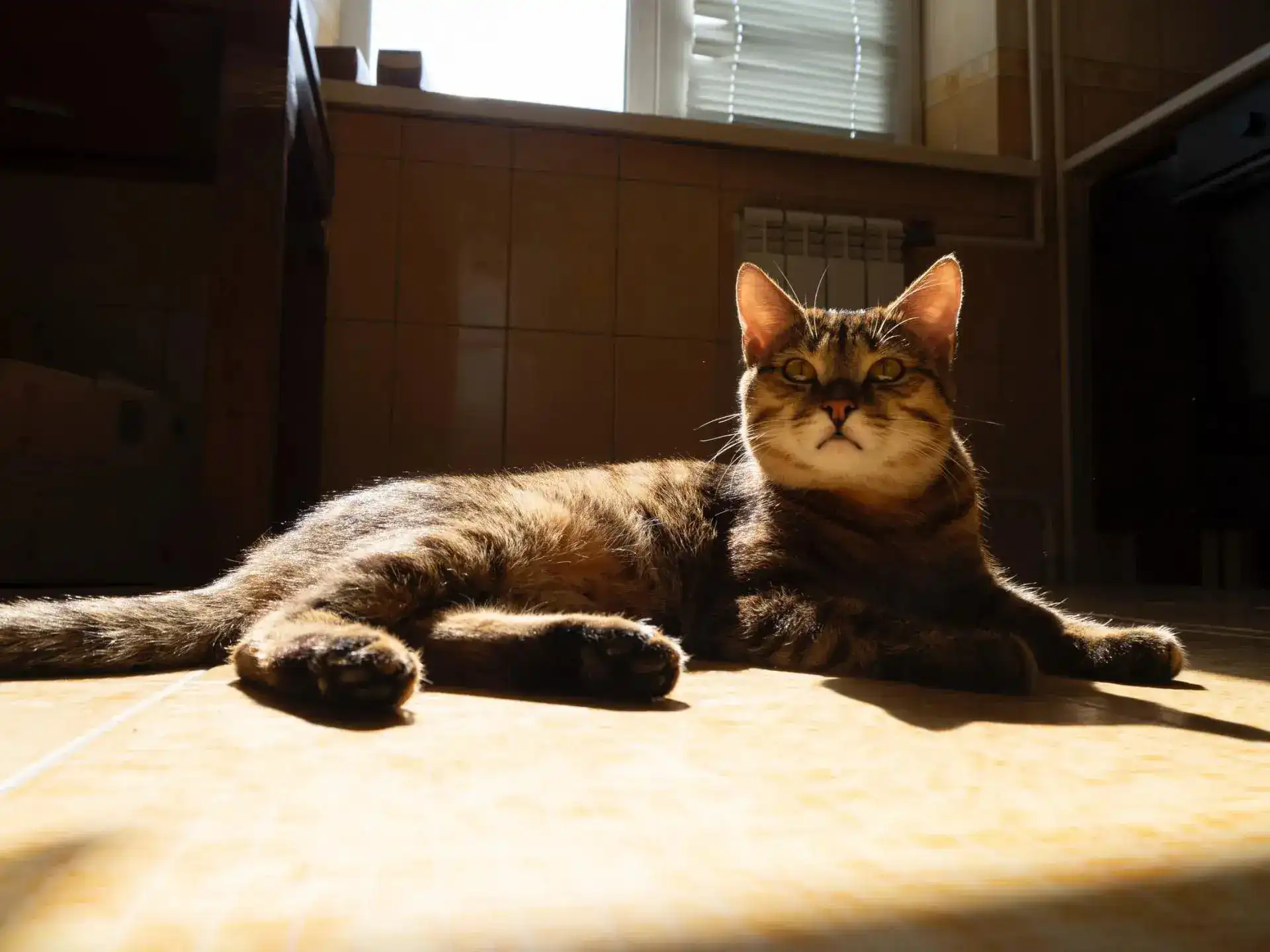 Tabby cat lying in the sunlight