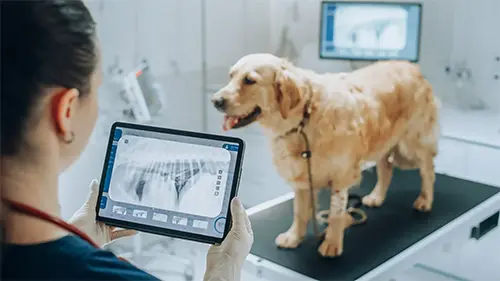 Diagnostics, Lab & Imaging
