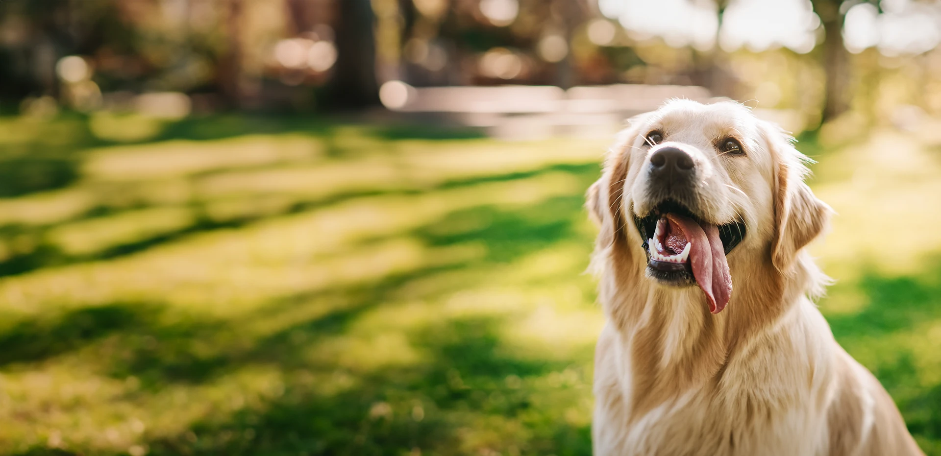 Poodle mix dog running on a field of grass with a bright green ball in its mouth