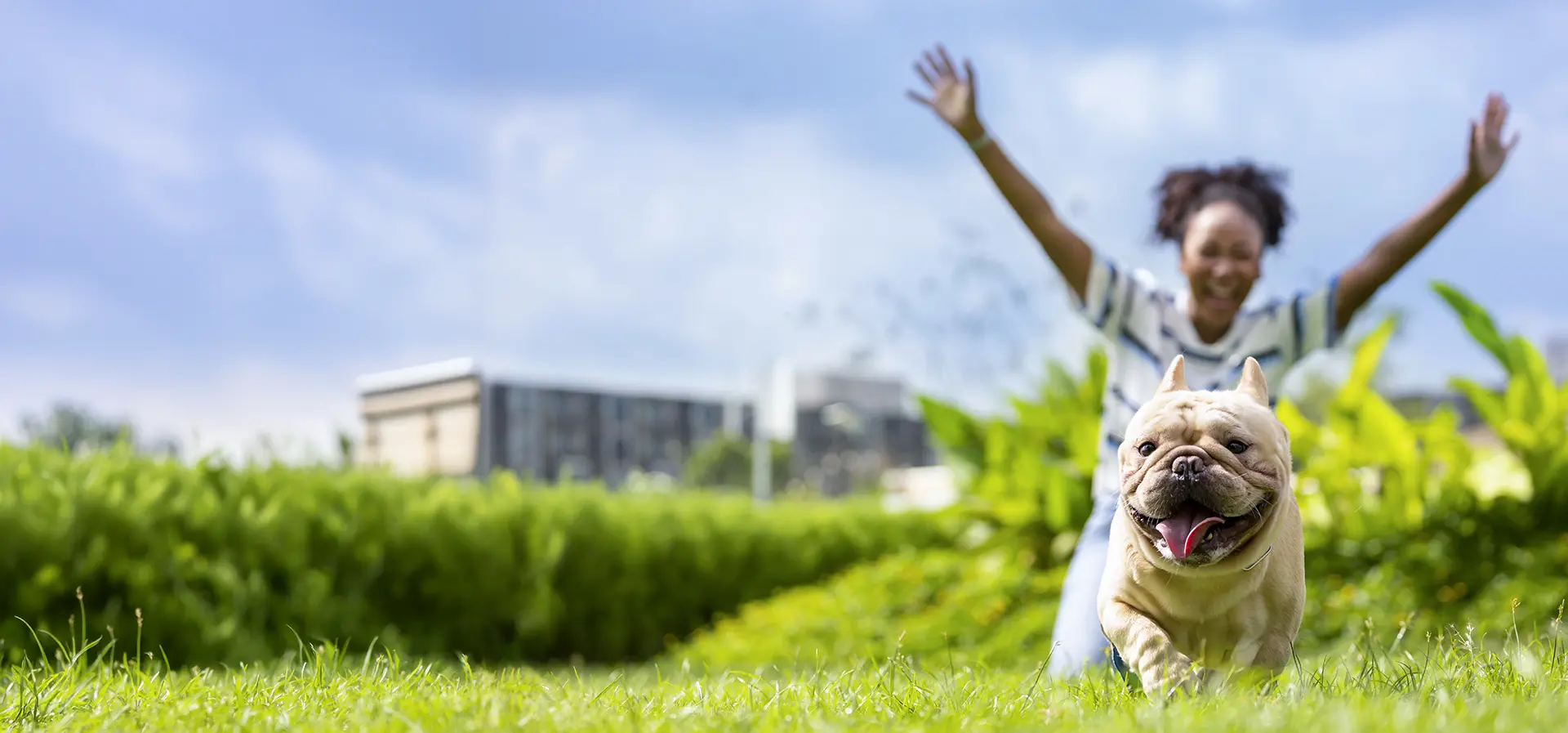 Poodle mix dog running on a field of grass with a bright green ball in its mouth