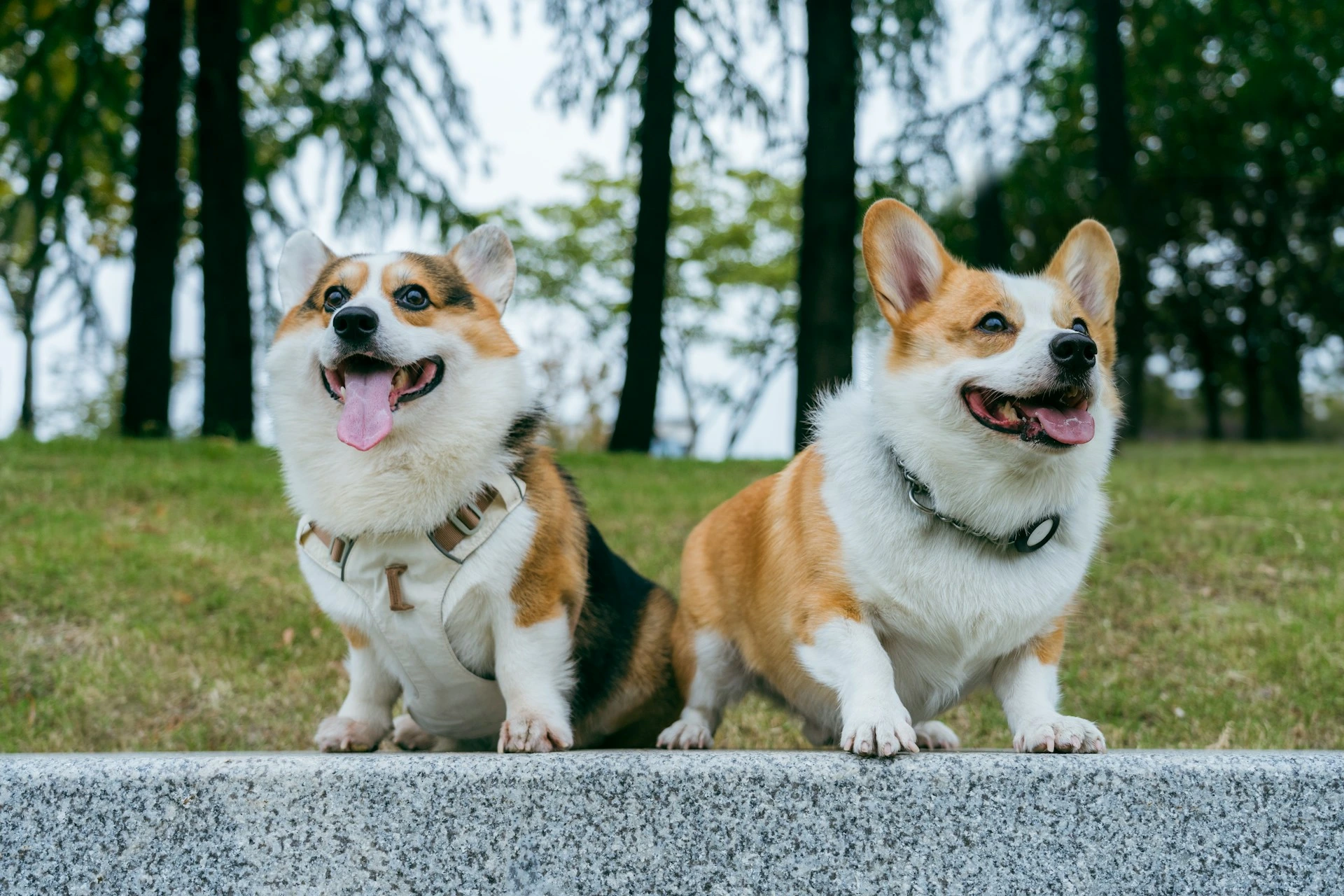 Two Corgi dogs stand on a stone ledge in a park.