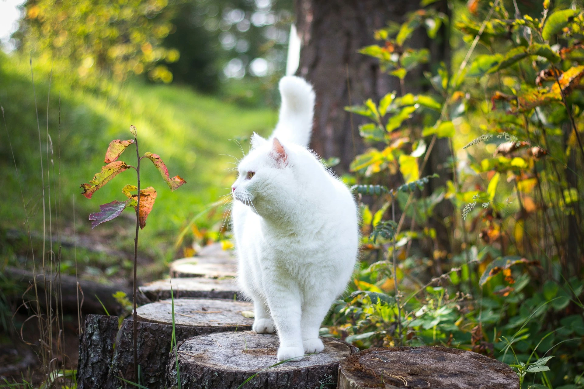 A white cat walks along a path of log stepping stones.