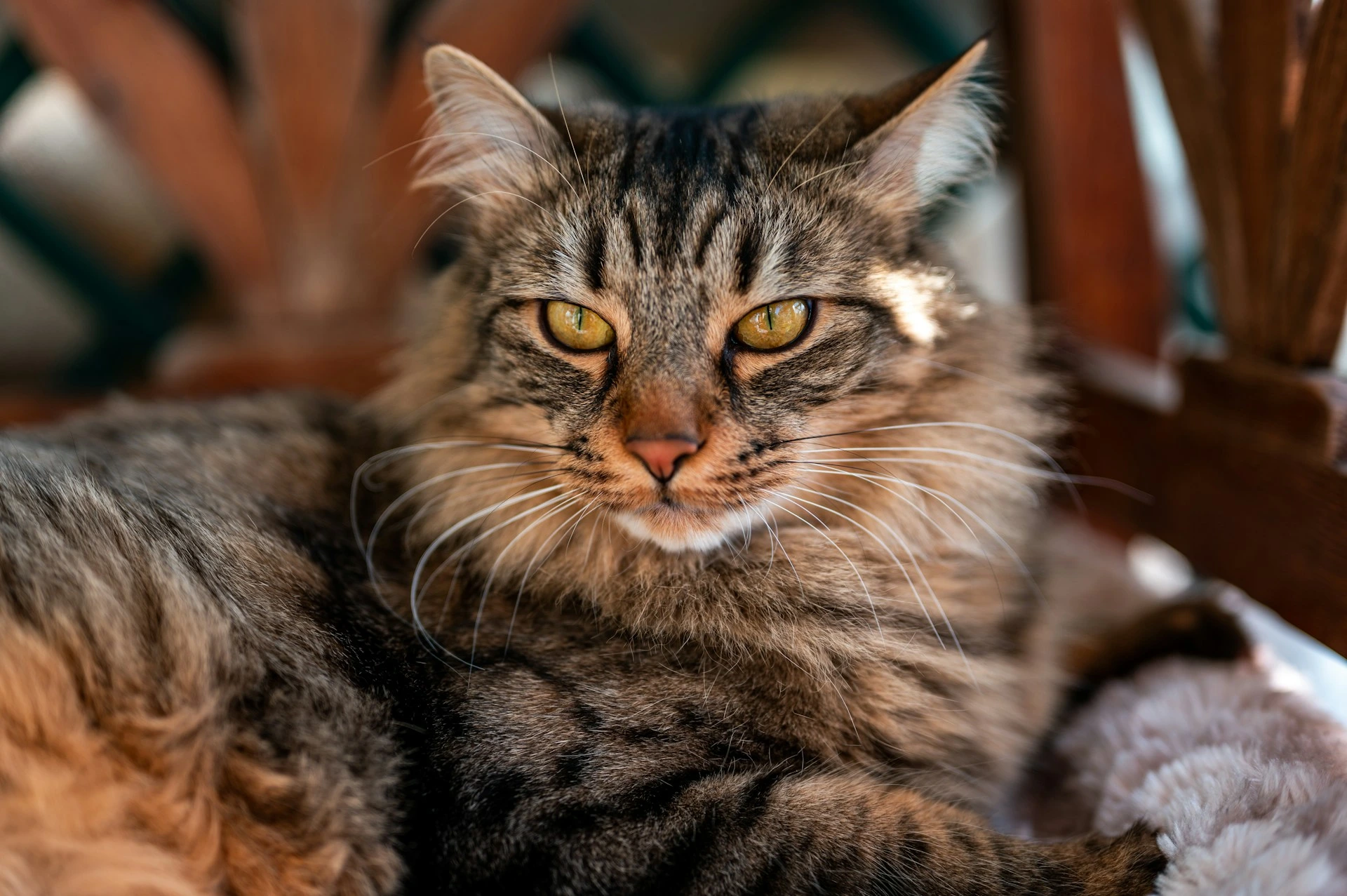 A tabby cat resting on a plush cushion, looking forward.