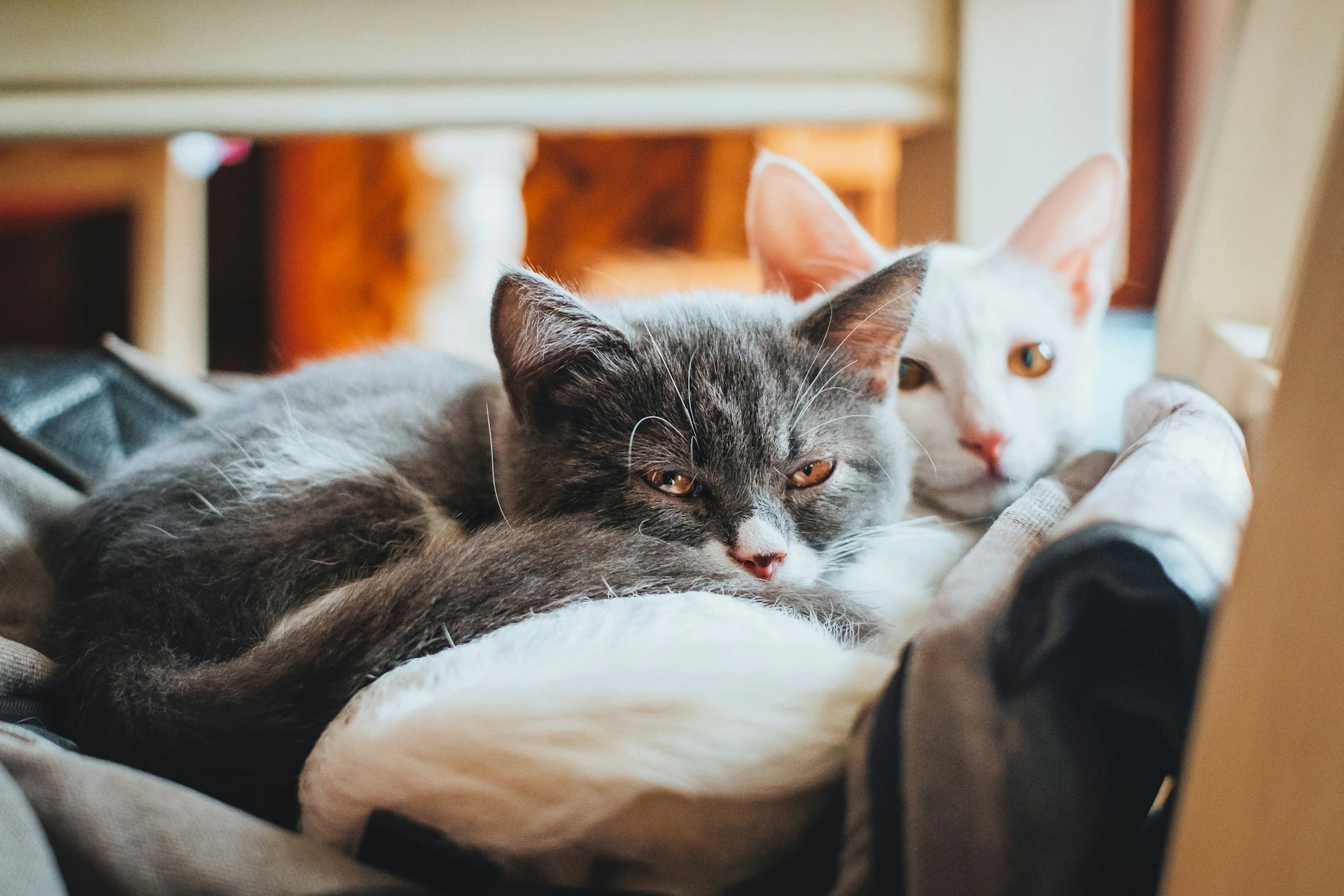Two kittens cuddle under a piece of furniture.