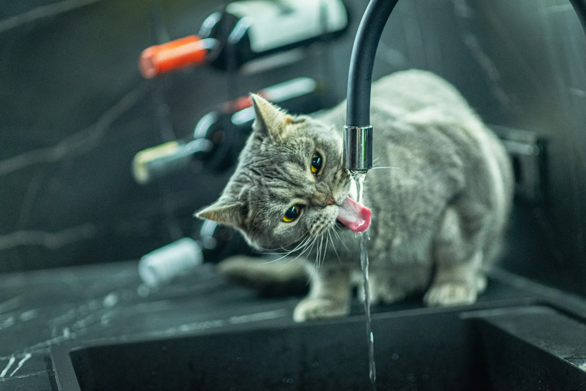 A grey tabby cat drinking from a running water from the faucet.