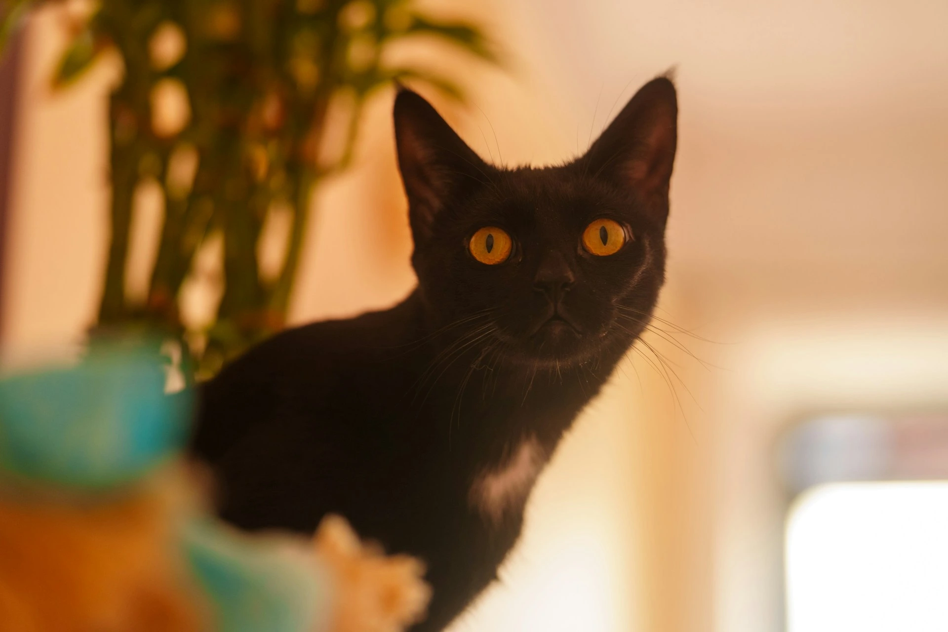 A black cat looks directly at the camera against a softly lit indoor background with a plant.
