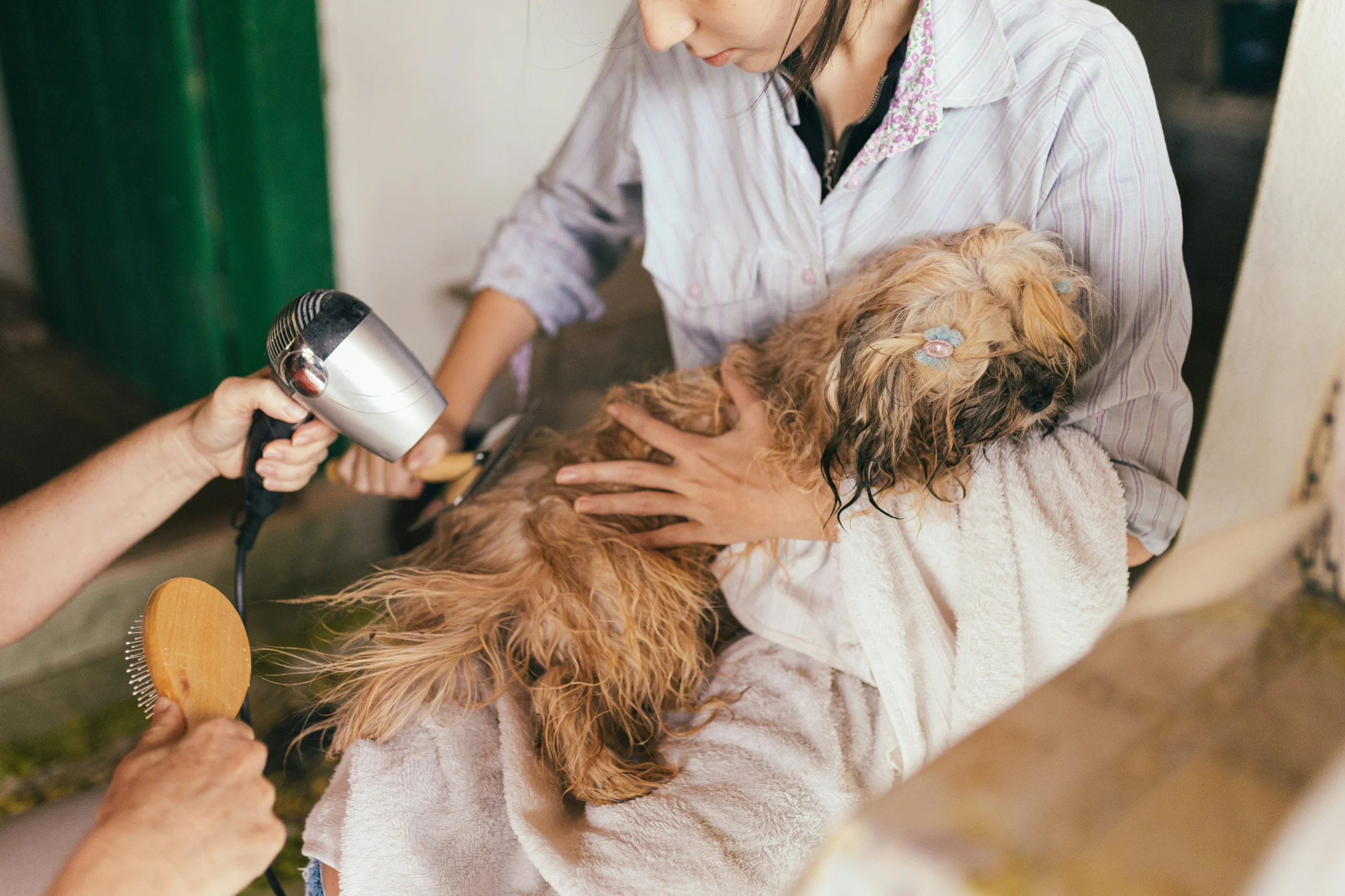 A woman a Shih Tzu while another person uses a hair dryer and a wooden brush to dry and style the dog's fur.