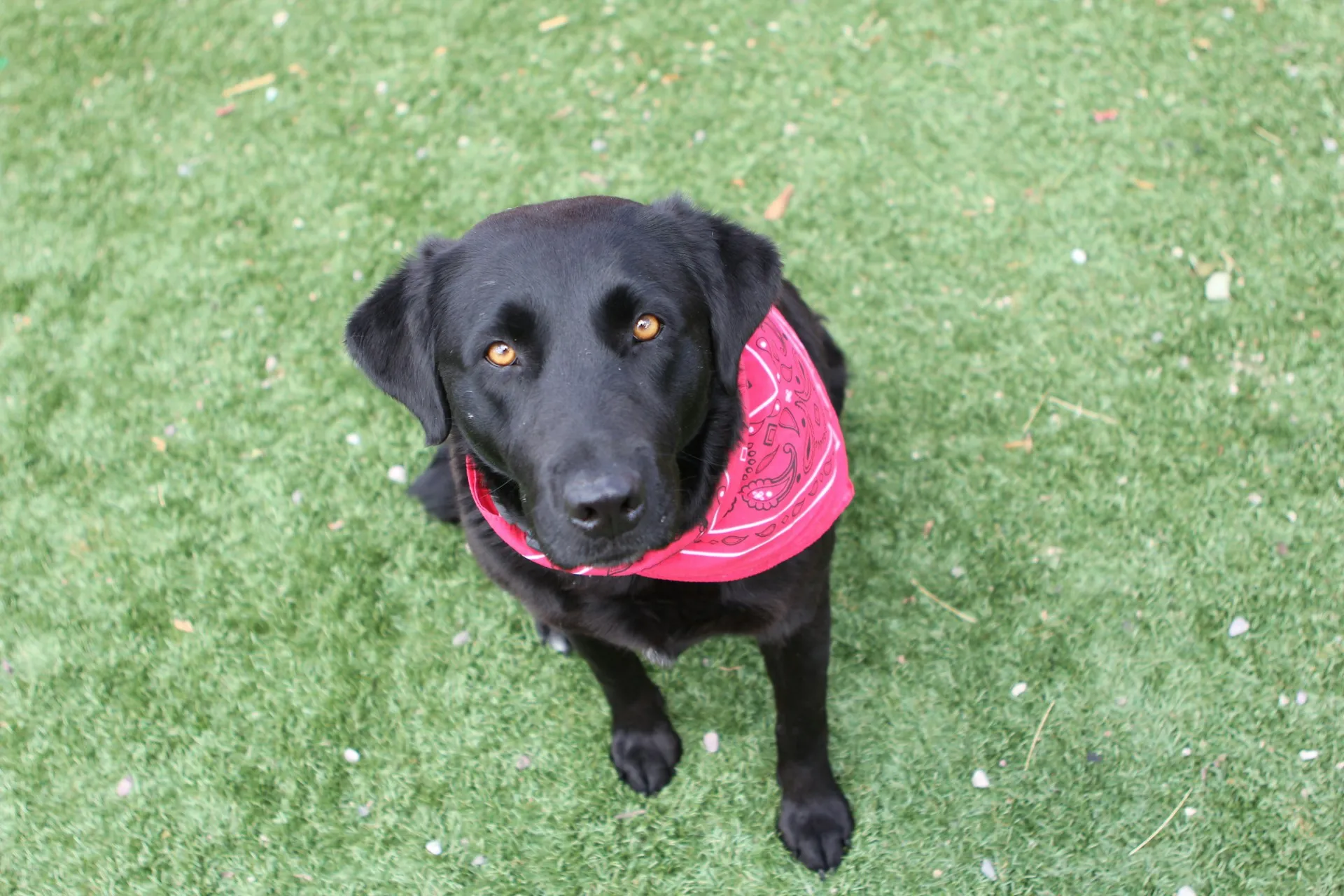 A Labrador Retriever sits on a lawn.