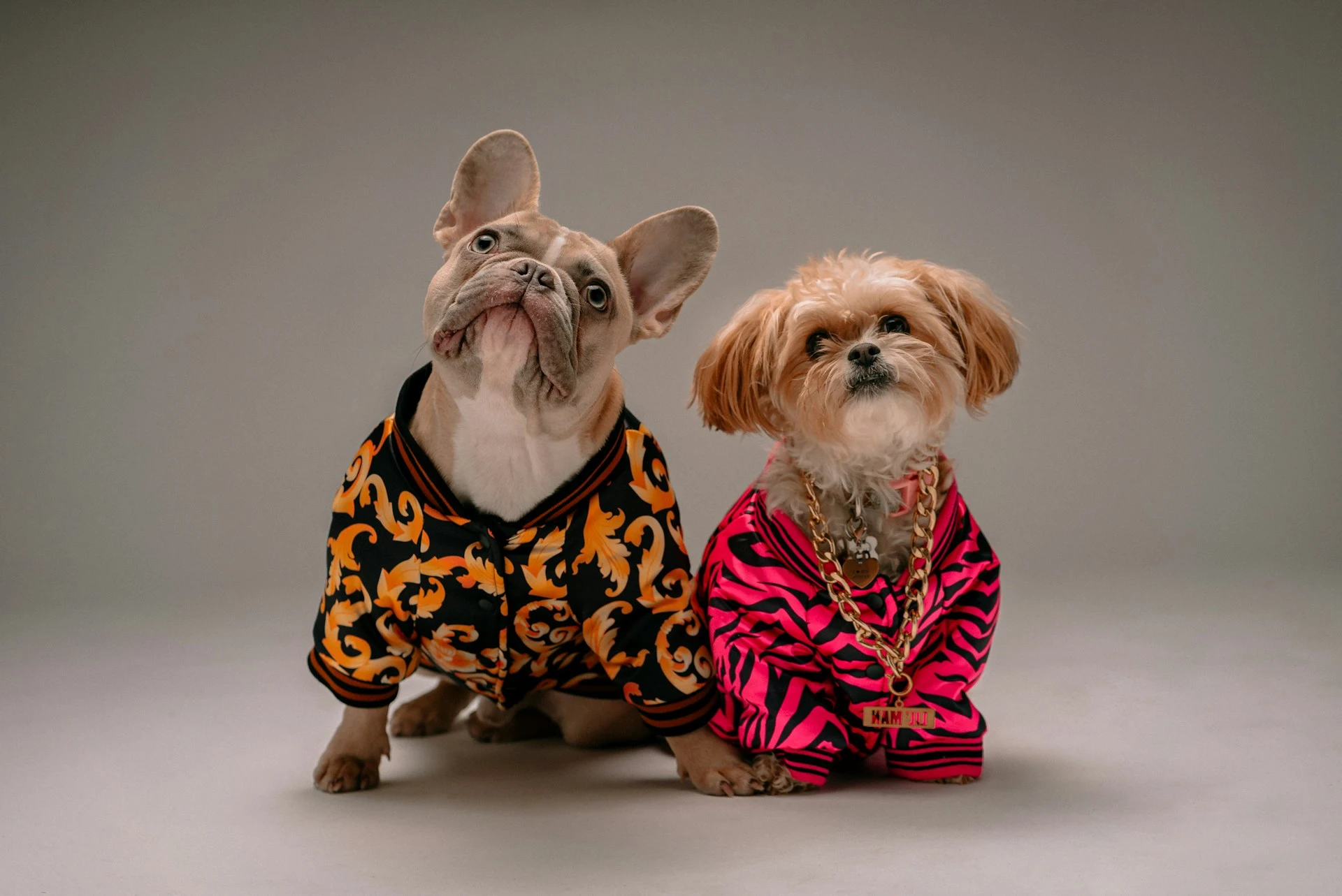 Two dogs sit against a plain grey background.