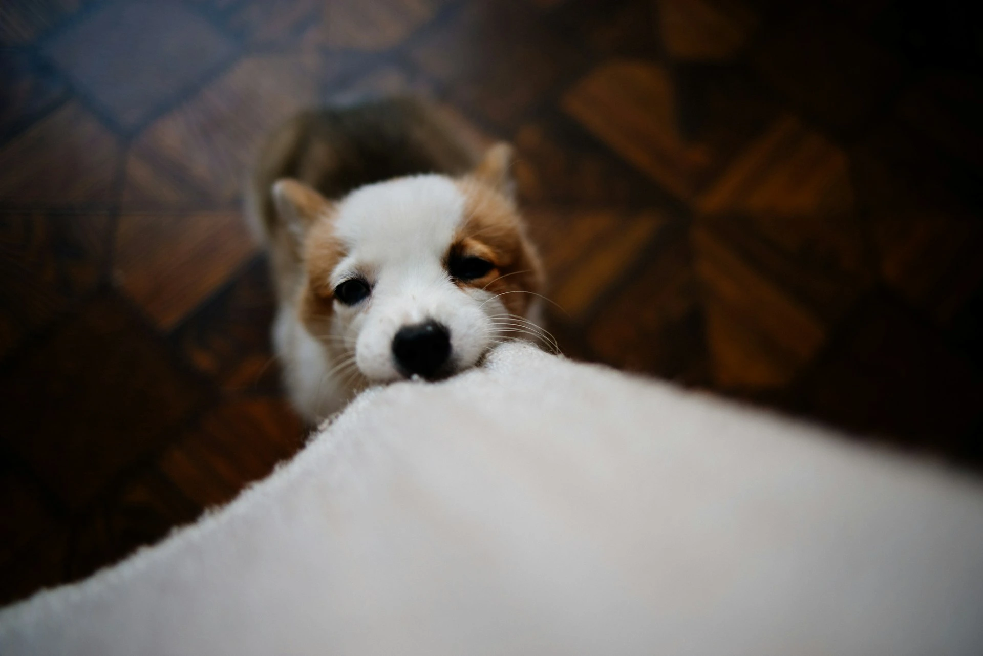 A puppy playfully biting the edge of a white fabric.