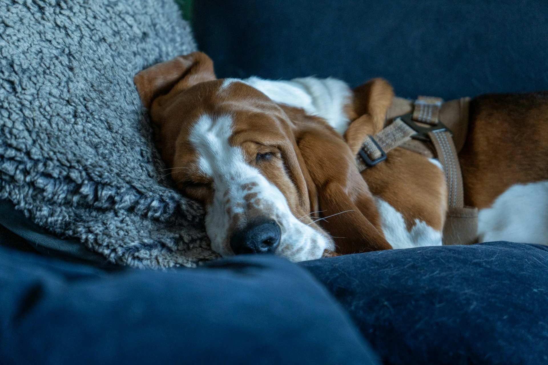 A Basset Hound asleep on a dark blue couch.