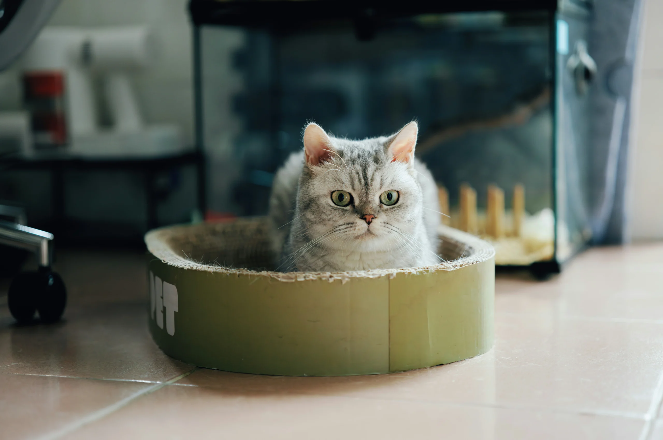 A grey tabby cat sitting inside a round cardboard scratcher bed.
