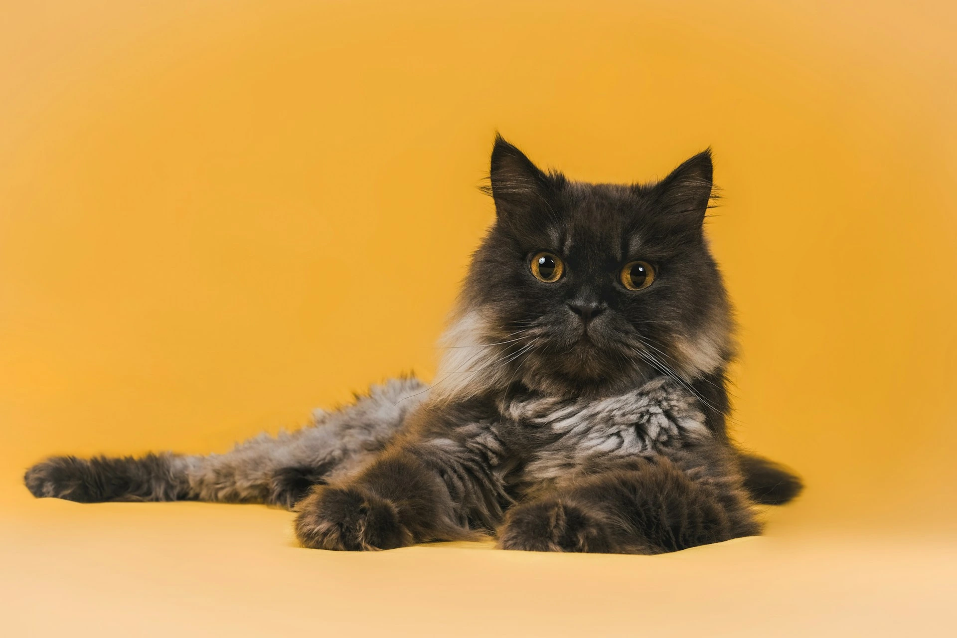A cat lies comfortably against a yellow background.