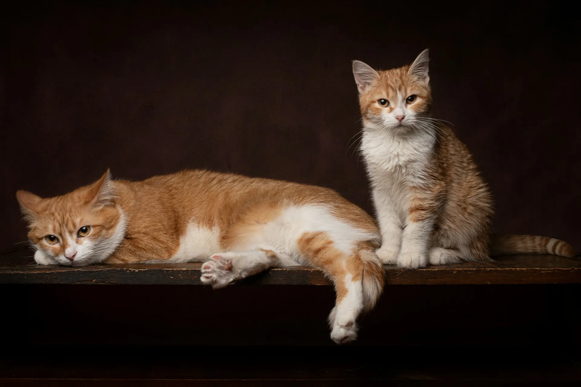 Two orange and white cats pose on a wooden ledge against a brown background.