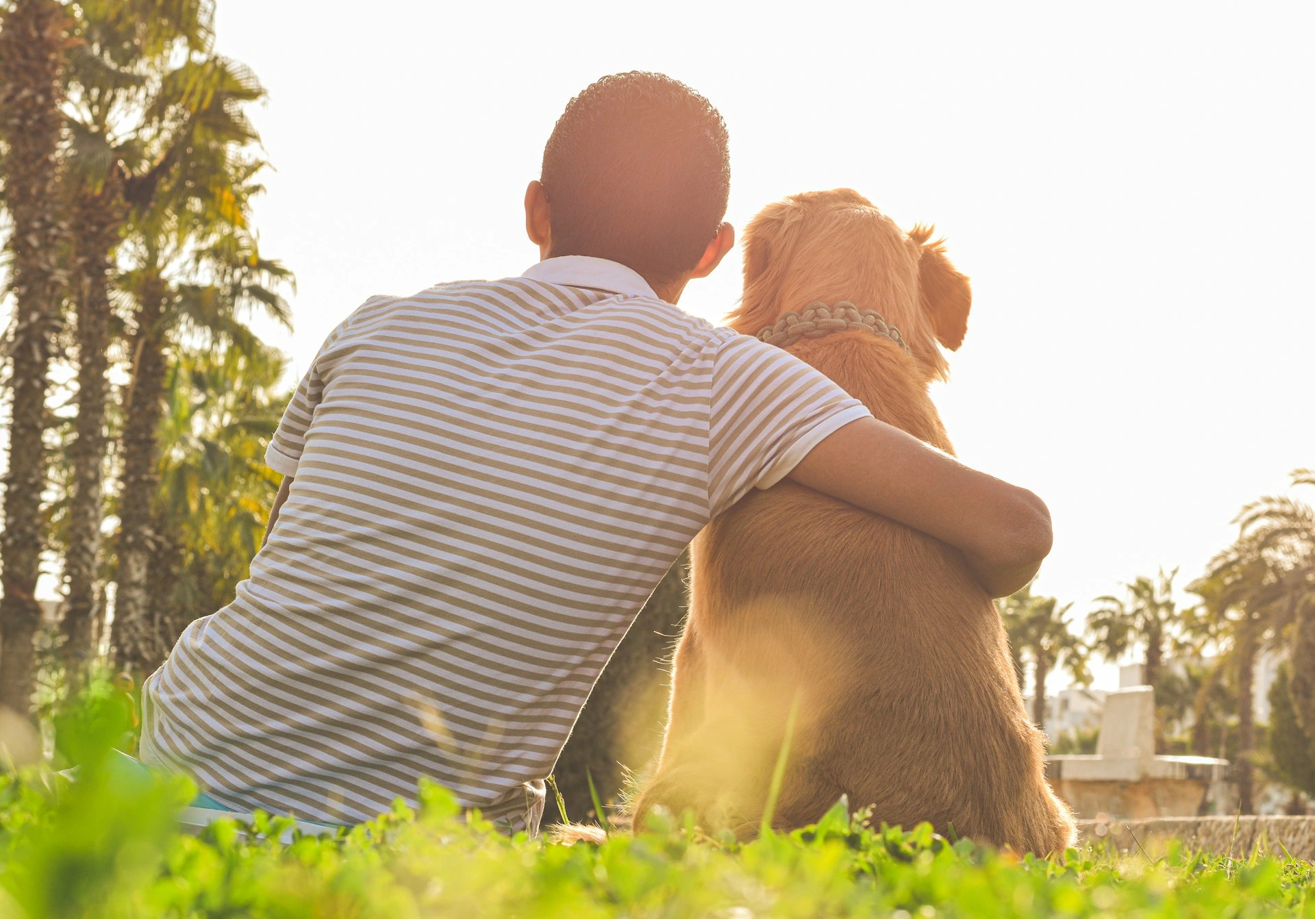 A man wraps his arm around a Golden Retriever in a sunlit park with palm trees.