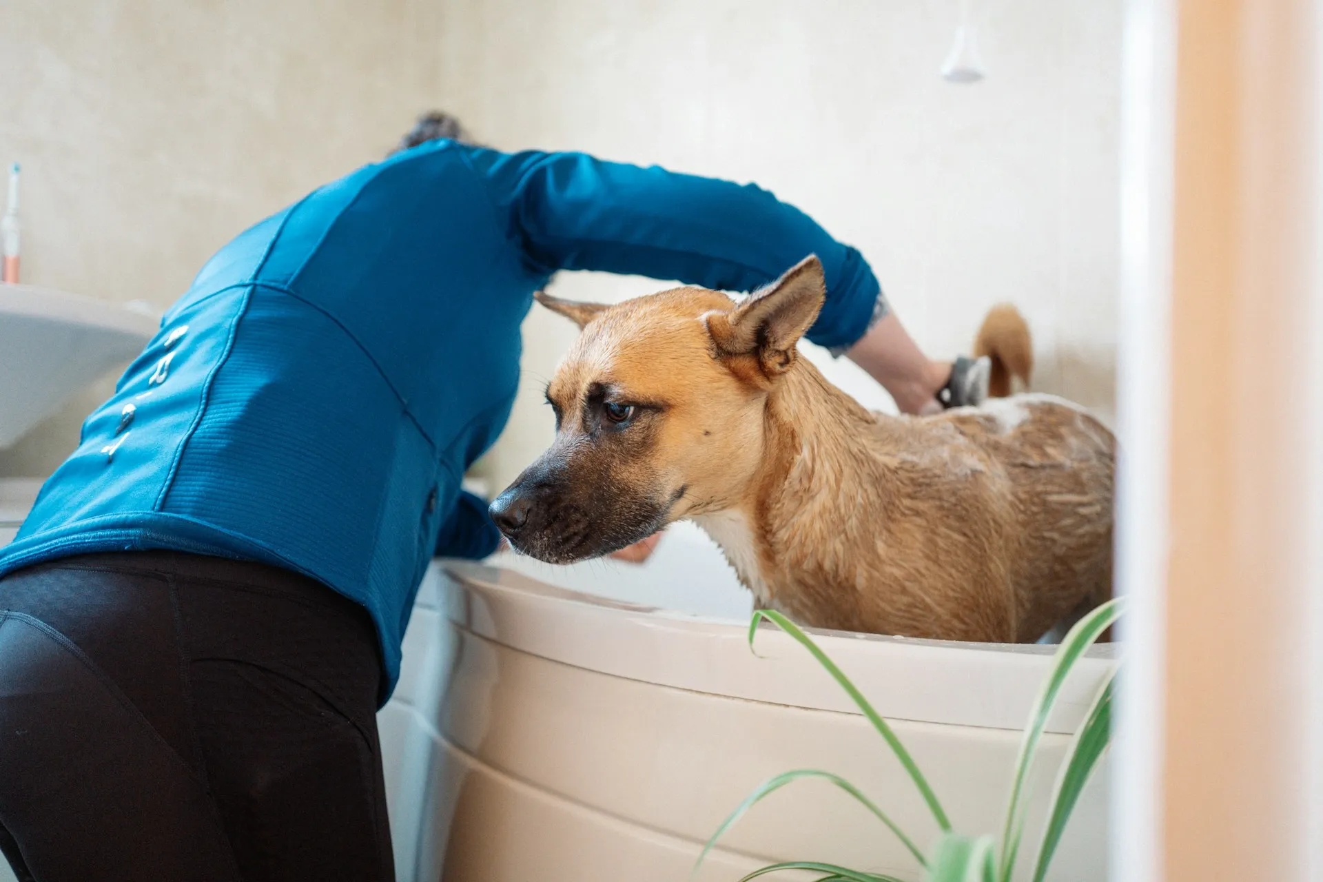 A person in a blue top washes a brown dog in a bathtub.