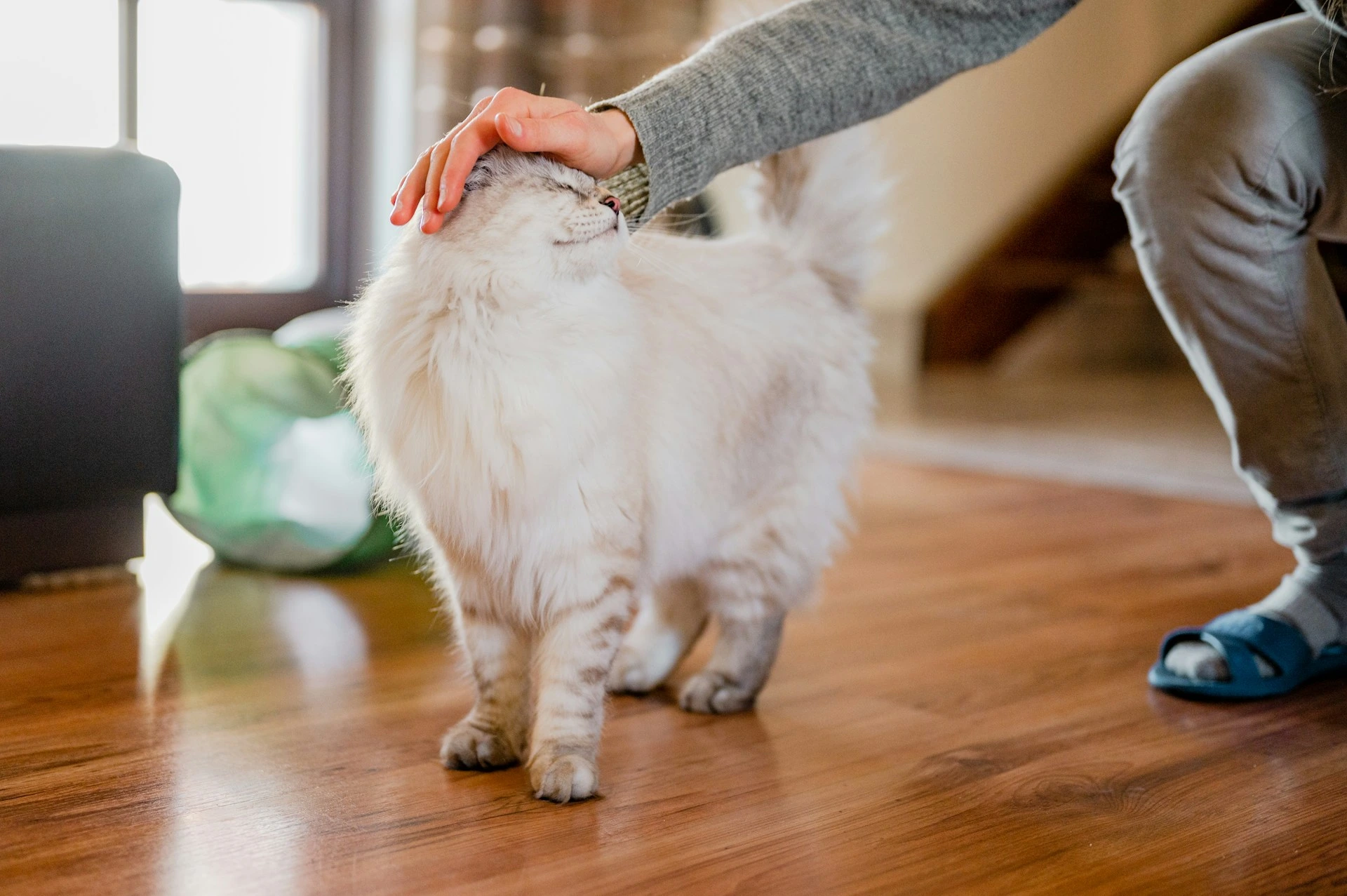 A cat closes its eyes as a person stroke its head in a warmly lit home.