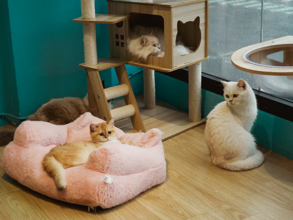 Several cats in a room with a wooden cat tree house.