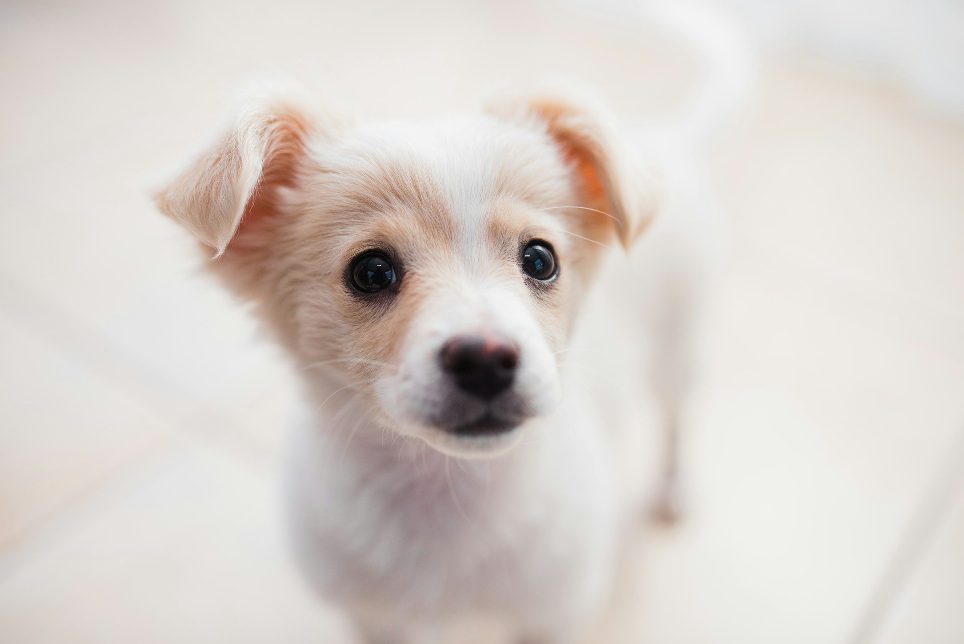 A close-up portrait of a puppy looking up at the camera.