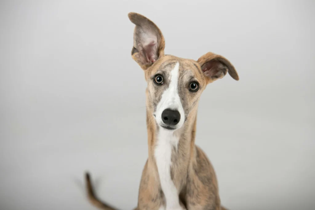 A brindle whippet puppy looking straight ahead against a plain grey background.
