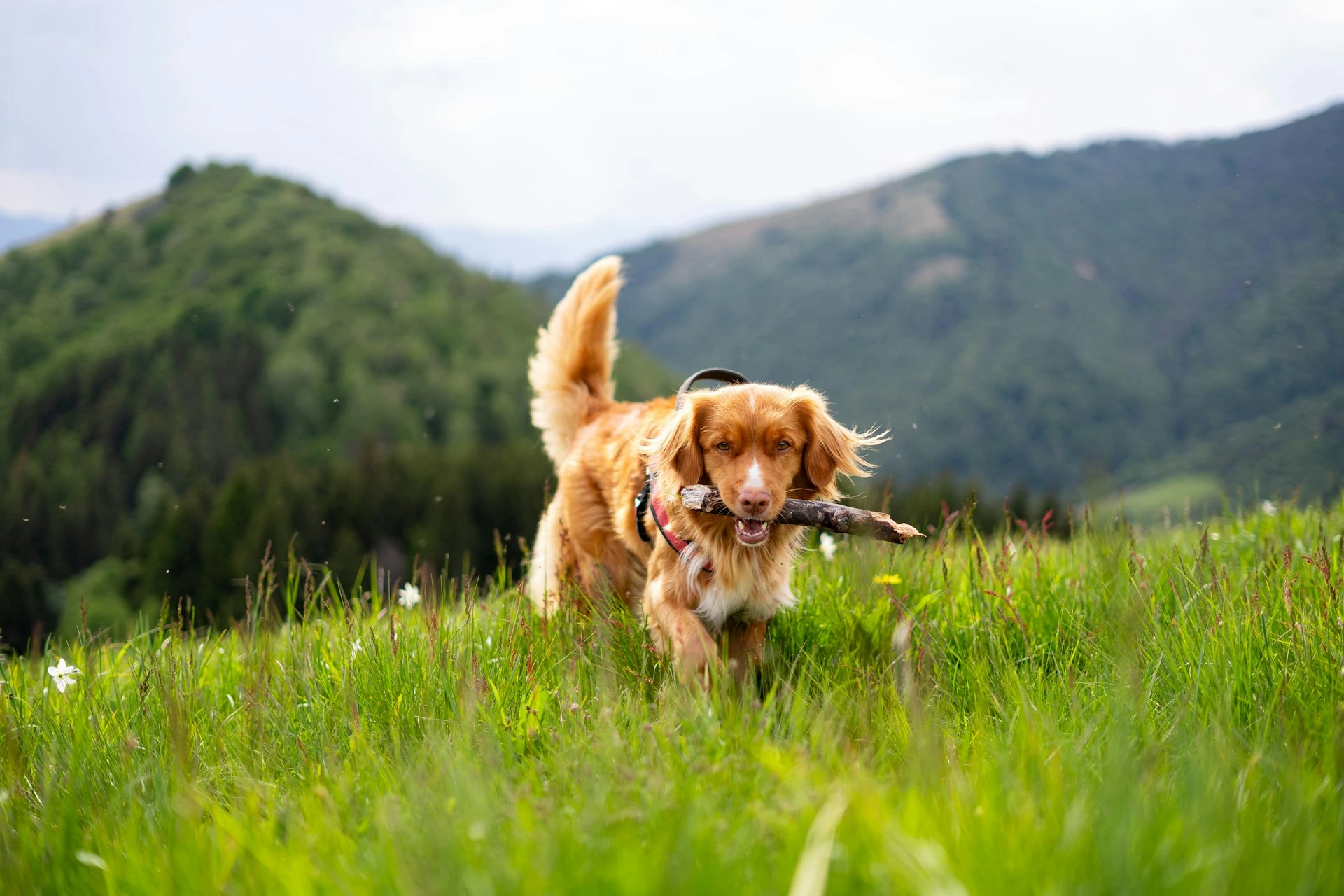 A brown dog trots forward through a grassy meadow.