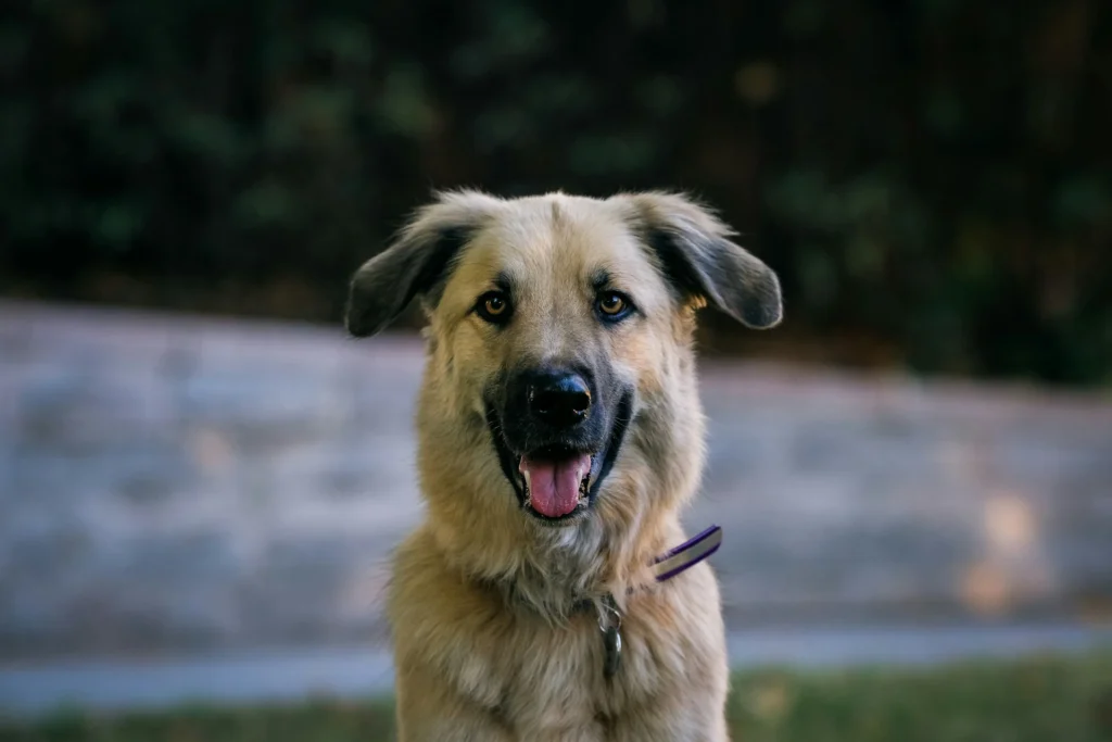 A dog looking directly at the camera against a blurred outdoor background.