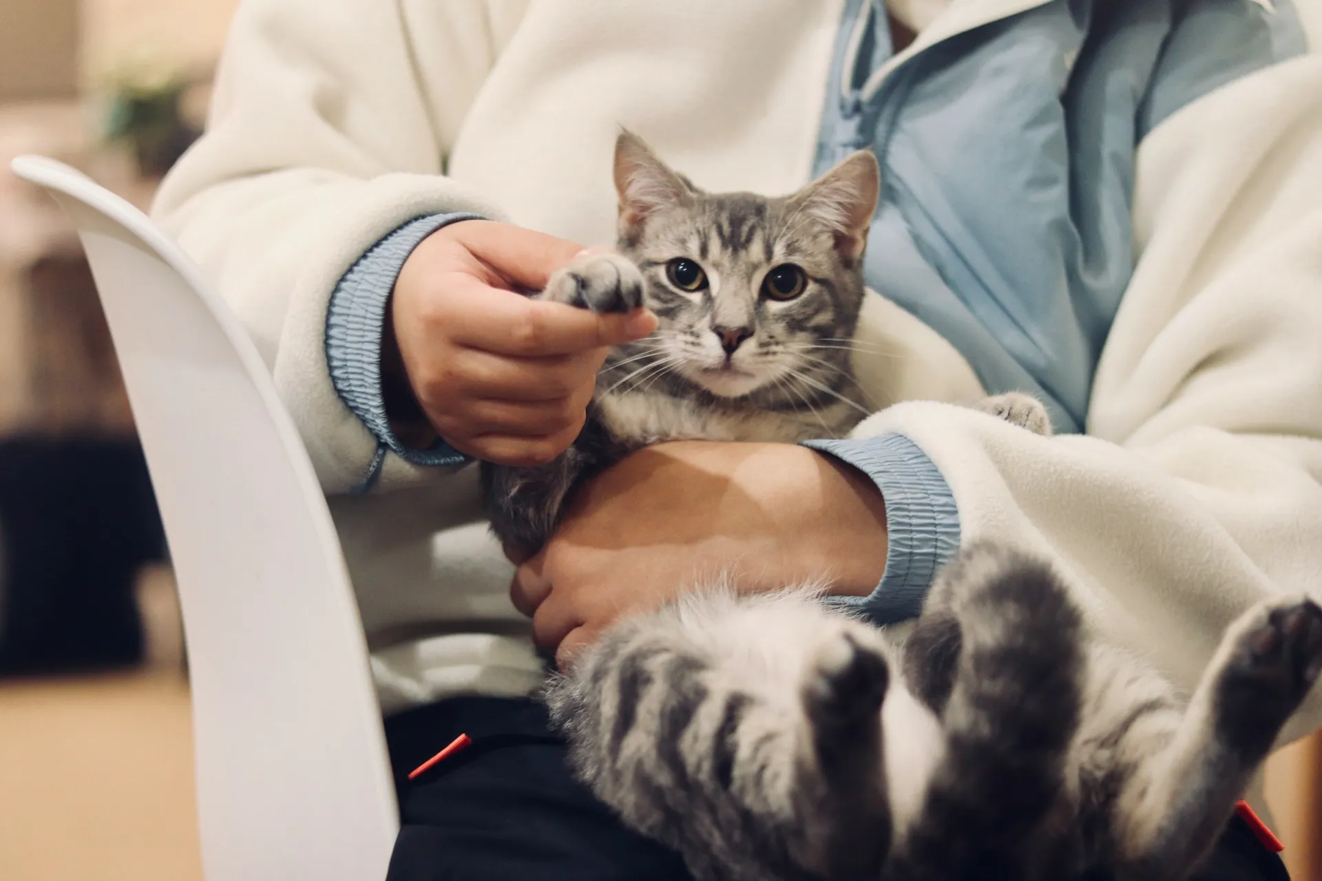 A person cradling a grey tabby cat in their lap.