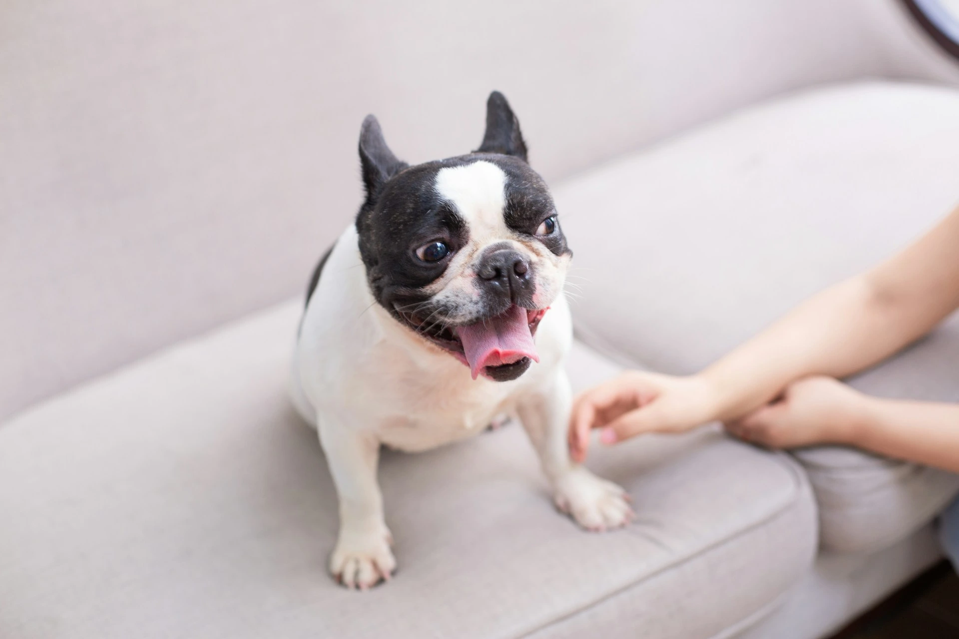 A black and white French Bulldog sits on a light-colored couch with its mouth wide open. A person’s hand is visible on the side.