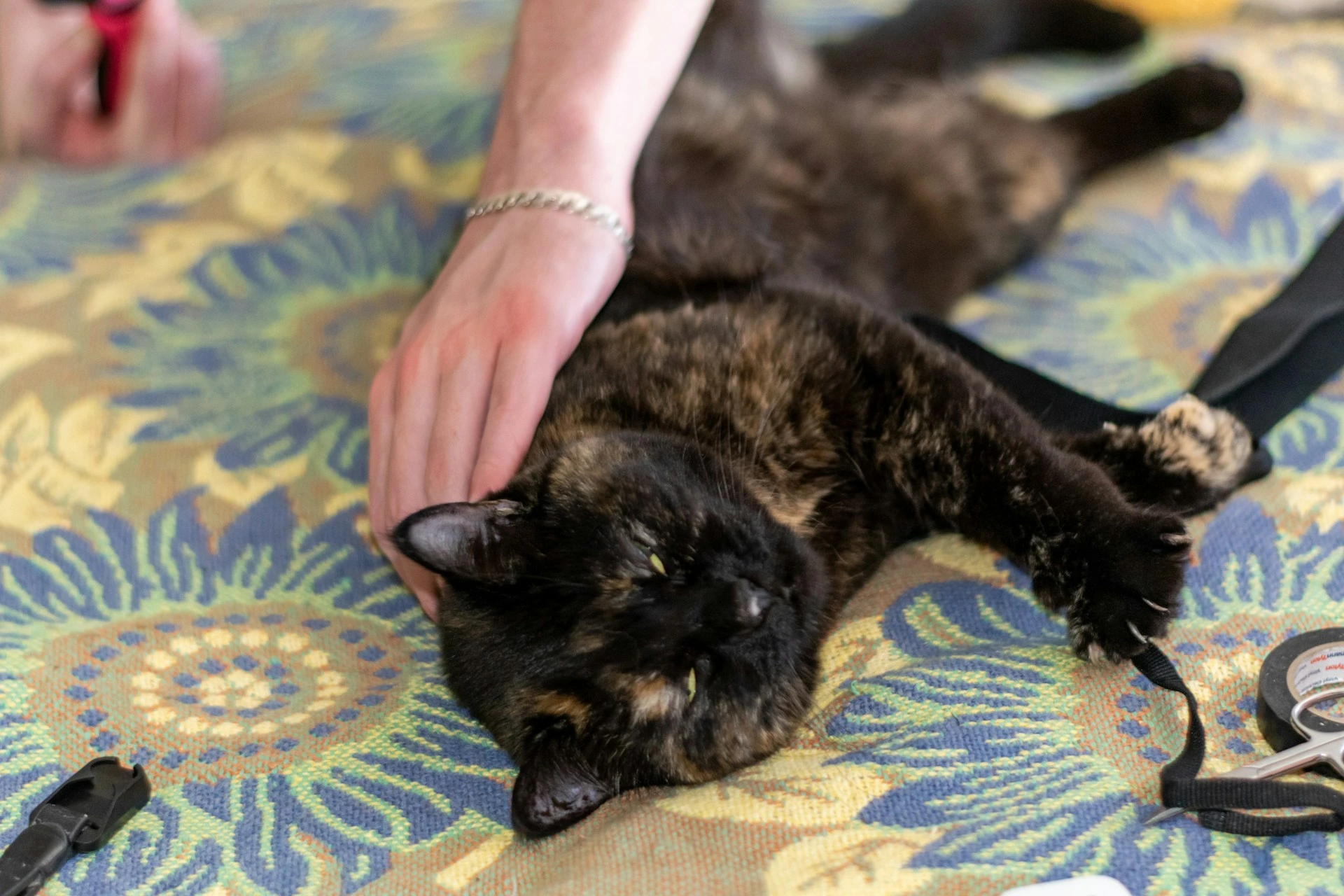 A person is petting a tortoiseshell cat on a colorful floral surface.